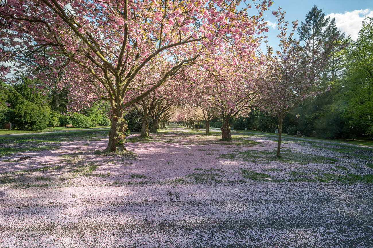 A Storm of Blossoms