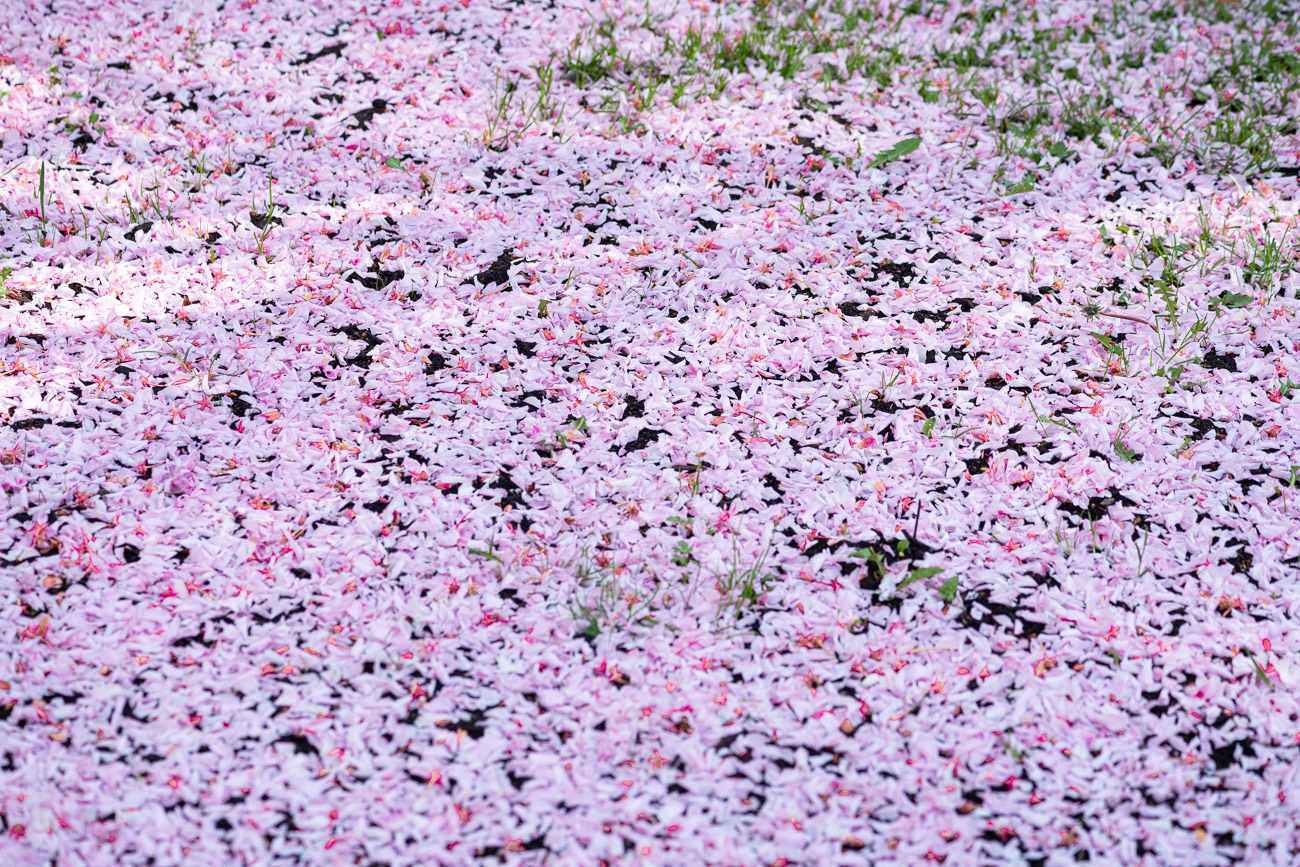 A Storm of Blossoms