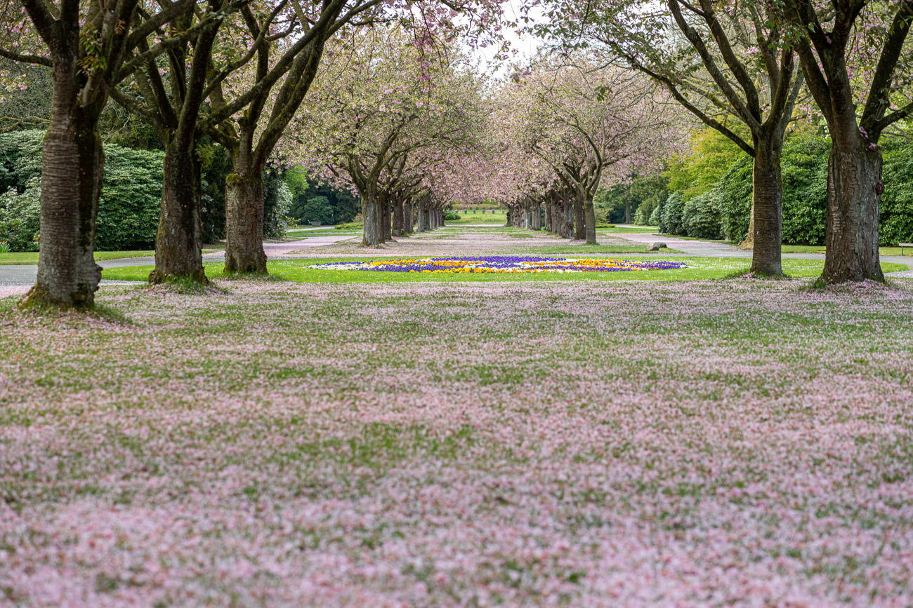 Kirschblüte auf dem Friedhof