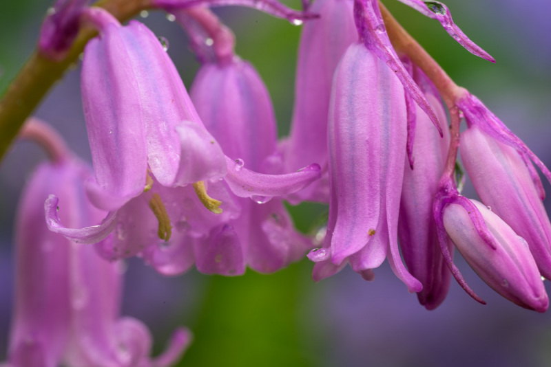 230510-Z9-Bluebells-6527