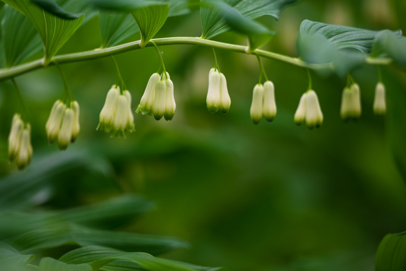 230520-Z9-Botanischer-Garten-8218