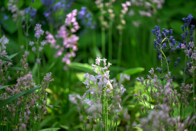 230521-Z9-Bluebells-9801