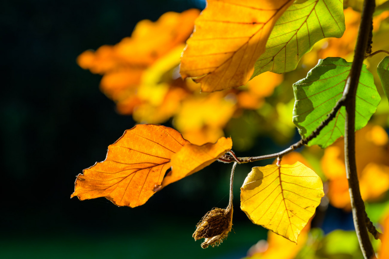 Autumn