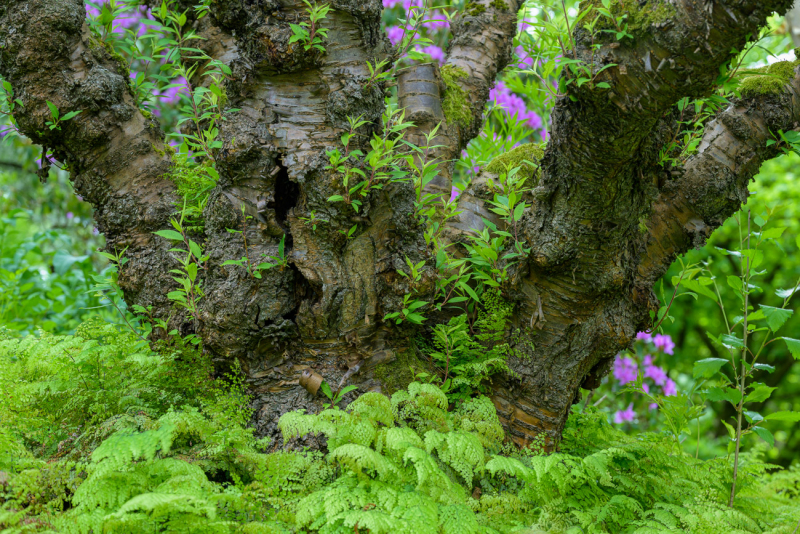 250504-Z9-Klein-Flottbek-7240