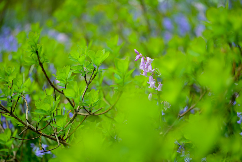 250504-Z9-Klein-Flottbek-7261