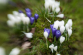 Field of Crocusses