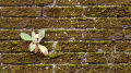 Wallflower