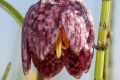 Checkered Daffodil