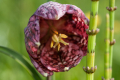 Checkered Daffodil
