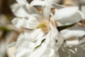 Star Magnolia