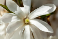 Star Magnolia