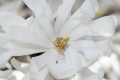 Star Magnolia
