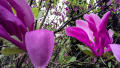 Red Magnolia