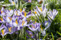 First Croci