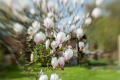 Magnolia