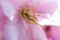 Pink Spring
