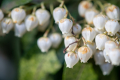 Lily of the Valley Shrub
