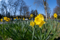 Daffodils