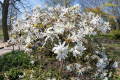 Star Magnolia