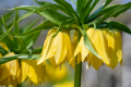 Crown Imperial
