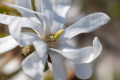 Star Magnolia