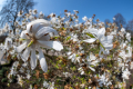 Star Magnolia