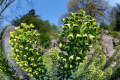 Mediterranean spurge