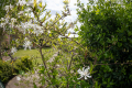 Star Magnolia
