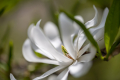 Star Magnolia