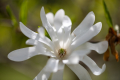 Star Magnolia
