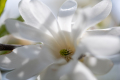 Star Magnolia