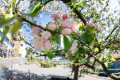 Apples Blossoming in Hamburg-St. Pauli