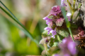 Nettle