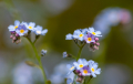 Forget-me-not