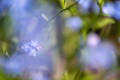 Forget-me-not