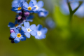 Forget-me-not