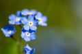 Forget-me-not