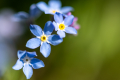 Forget-me-not