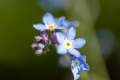Forget-me-not