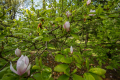 Last of the Magnolias