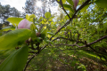 Last of the Magnolias