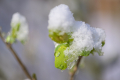 230311-Z9-Schnee-5975