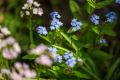 230501-Z9-Fruhling-5418