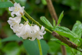 230510-Z9-Bluebells-6515
