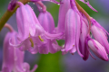 230510-Z9-Bluebells-6527