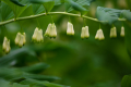 230520-Z9-Botanischer-Garten-8218
