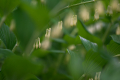 230520-Z9-Botanischer-Garten-8219