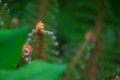 230520-Z9-Botanischer-Garten-8223