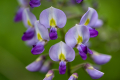 230520-Z9-Botanischer-Garten-8226