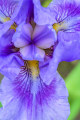 230520-Z9-Botanischer-Garten-8423